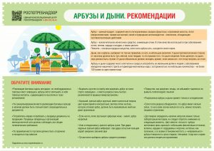как выбрать арбузы и дыни